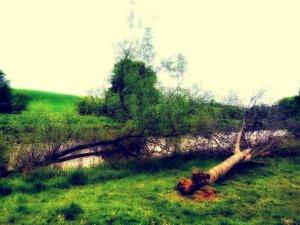 Two fallen trees
