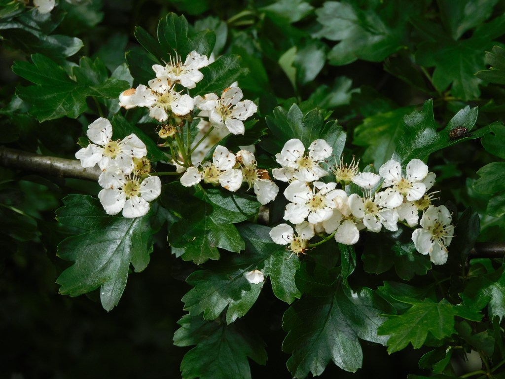 close up of white hawthorn blossoms surrounded by green leaves 