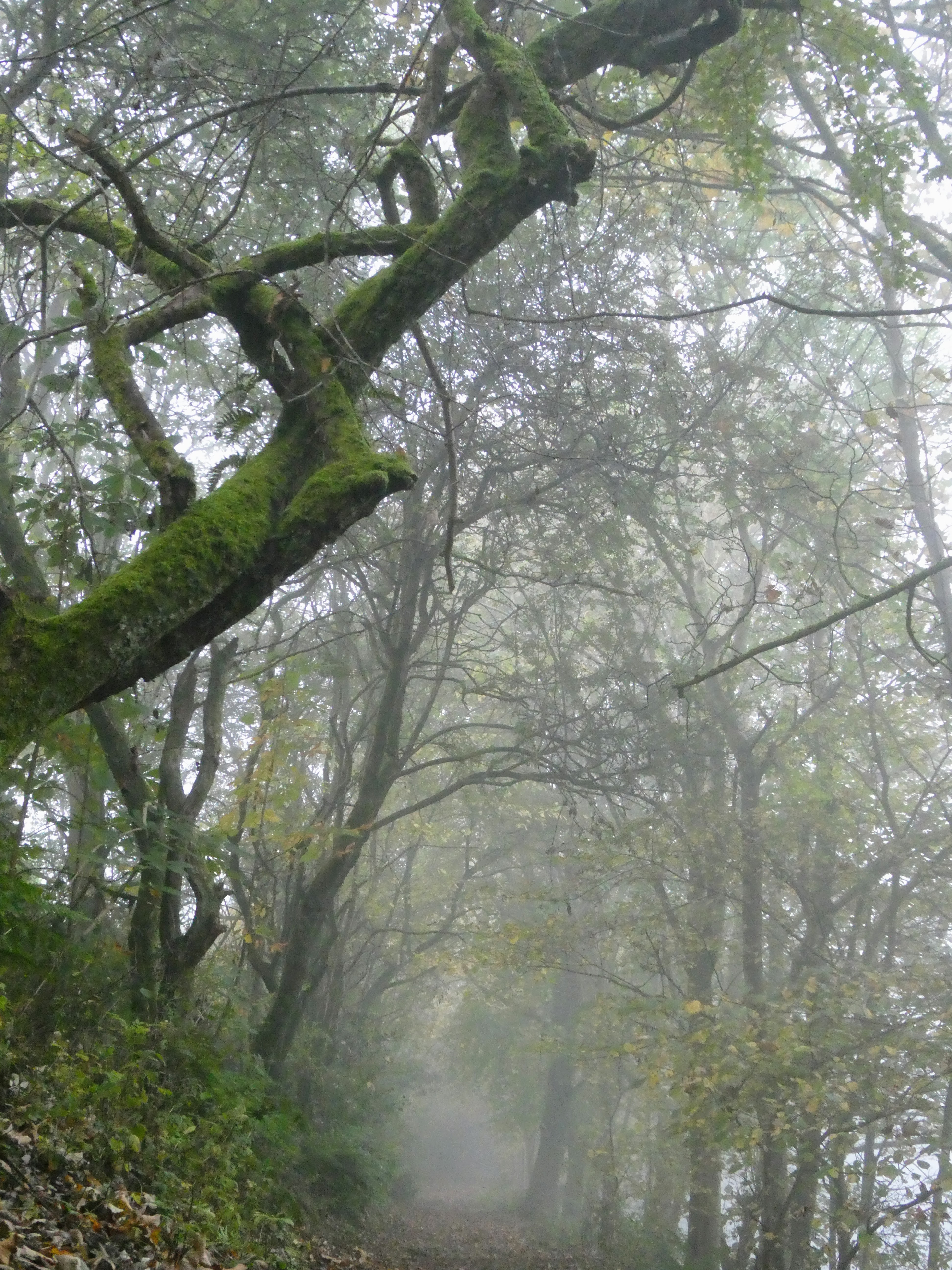 a misty path disappearing into the trees, a hawthorn leans into the image on the left branches knotted so the shape the elder furtak rune Ogham
