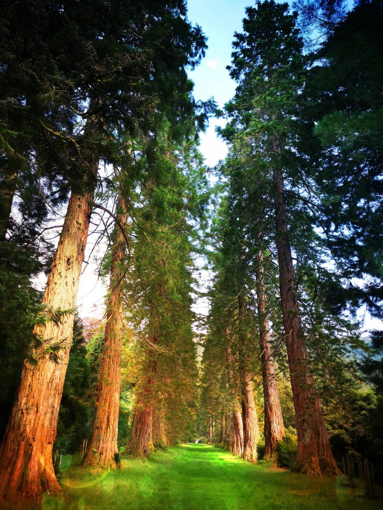 alley of redwood trees