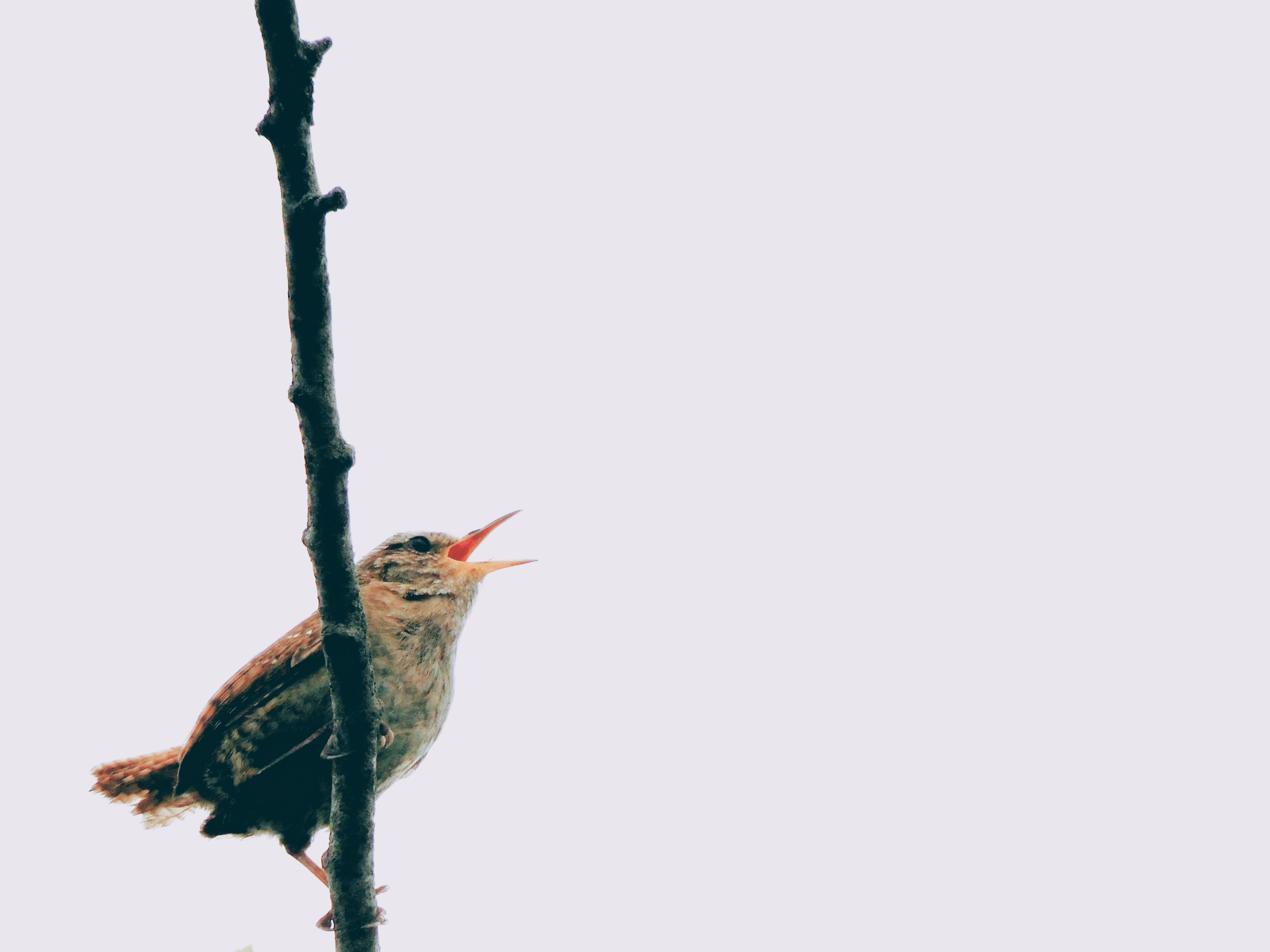 wren sitting on a leafless twig singing loudly in front of a grey sky