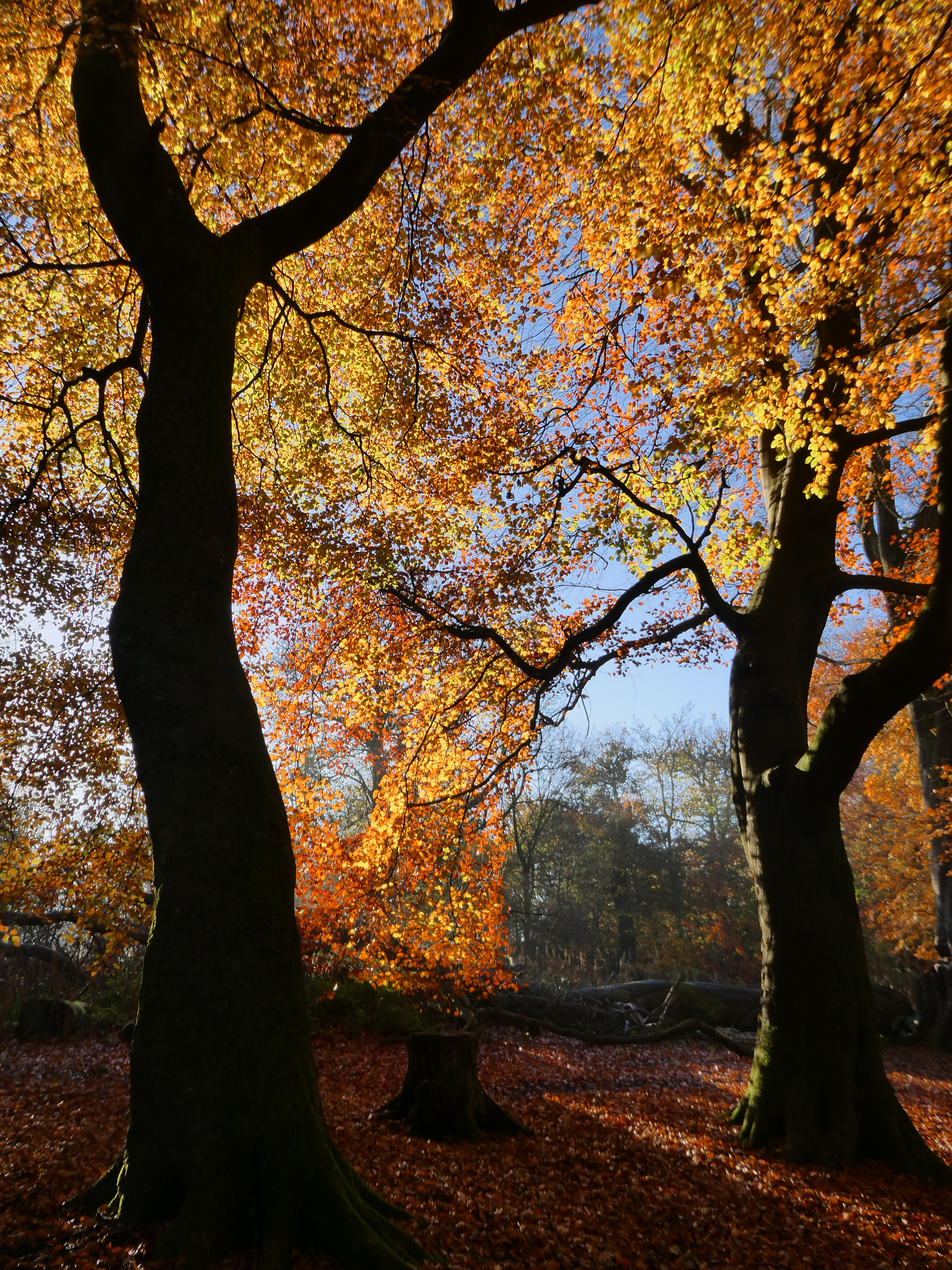 golden autumnal beech trees the light shines through the leaves and the trunks appear black. it's all rather dramatic