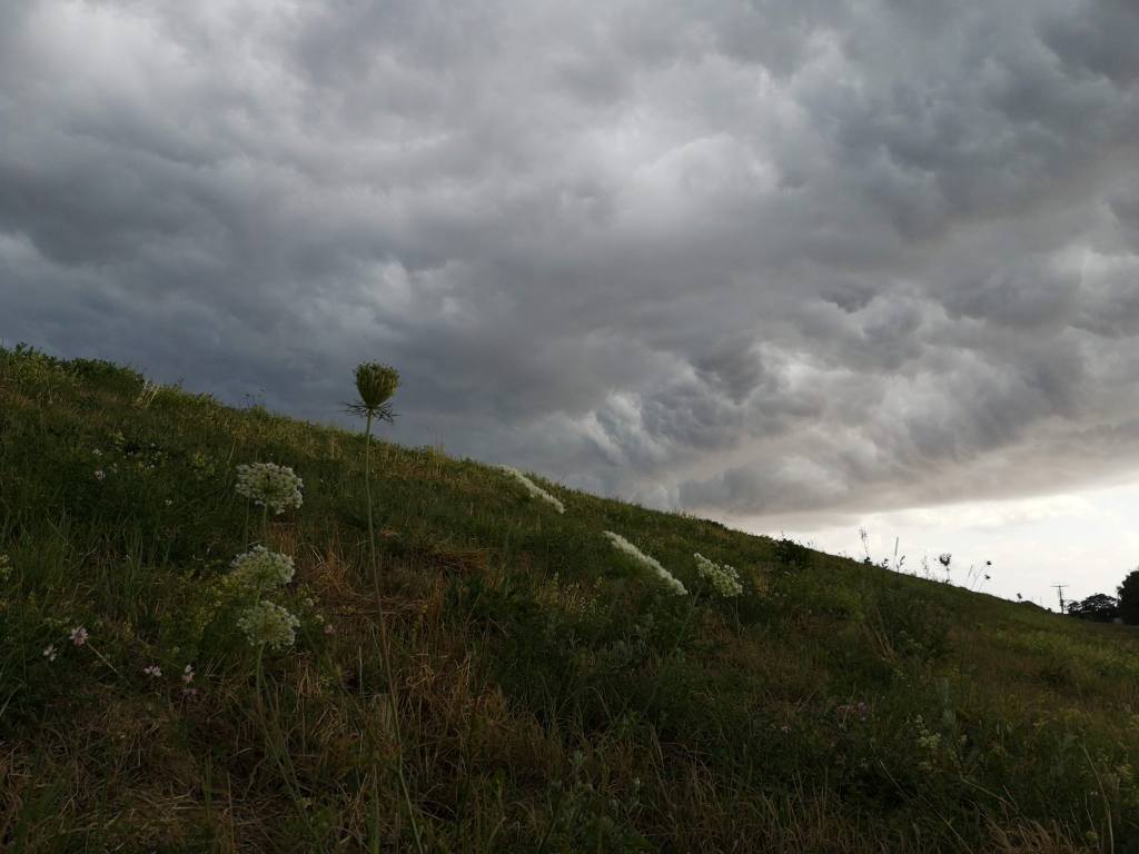 Thick thunderclouds rolling over the dyke fragile wild flowers are in the foreground