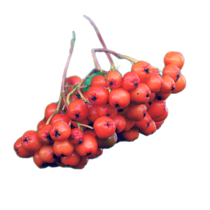close up of a ripe rowan berry umbel, background removed