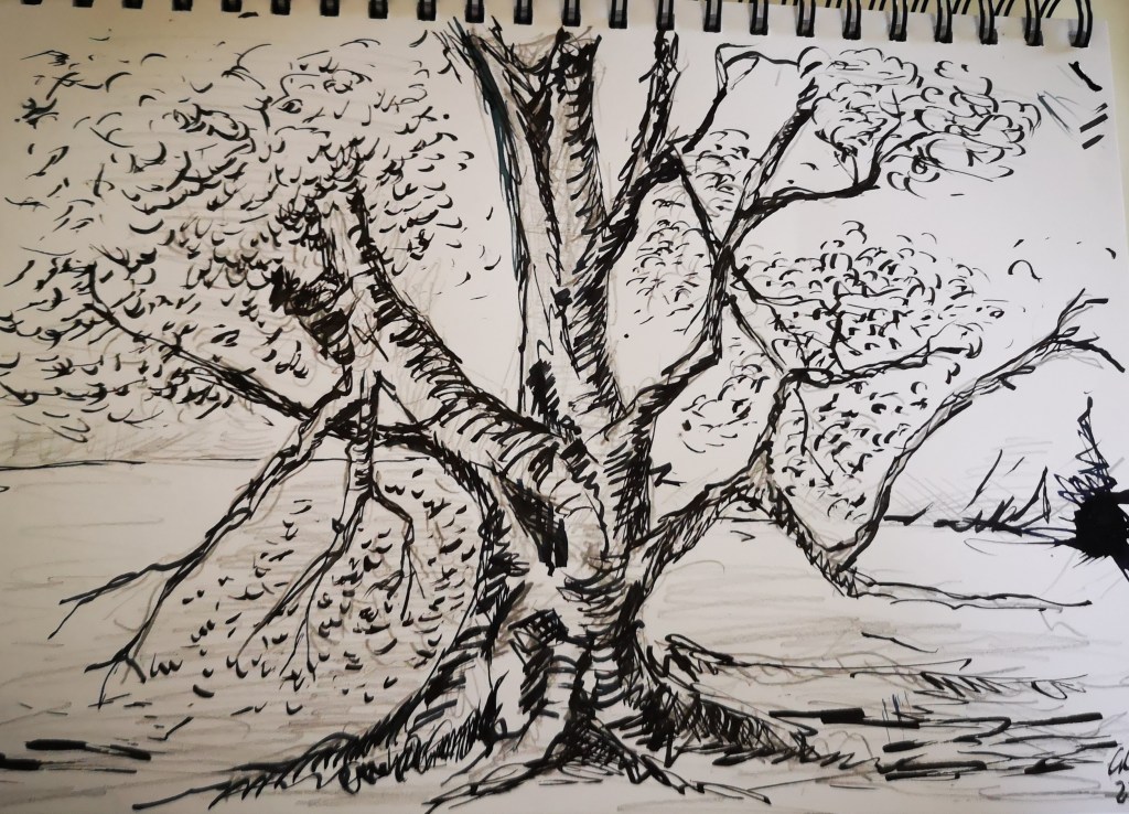 I made a pencil and ink sketch of a tree