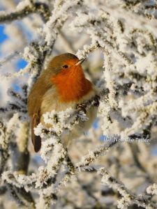 Robin sits on Frost covered branches all huddled and puffed up